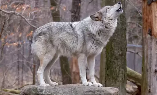 Zdjęcie do Komunikat w sprawie Wilk&oacute;w